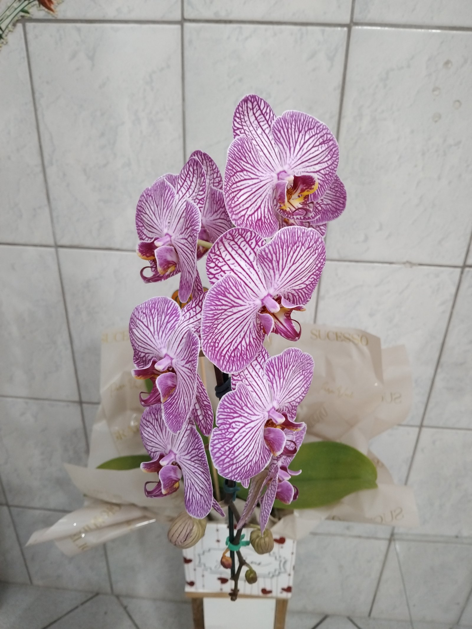Orquidea mesclada 