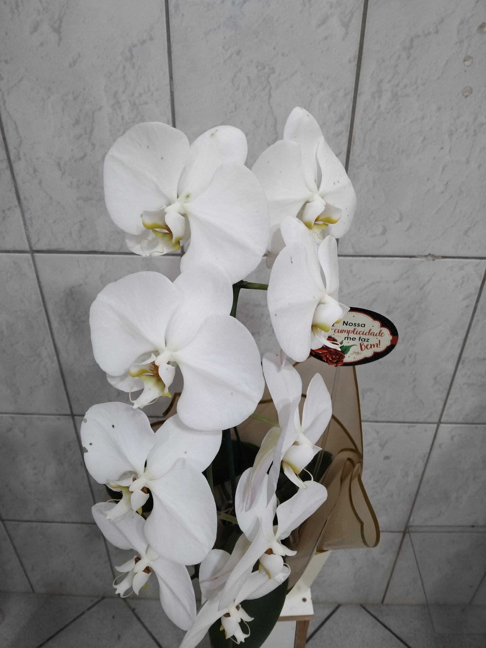 Orquidea cascata brancw